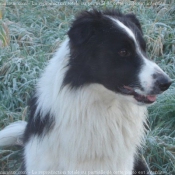 Photo de Border collie