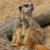 Photo de Suricate