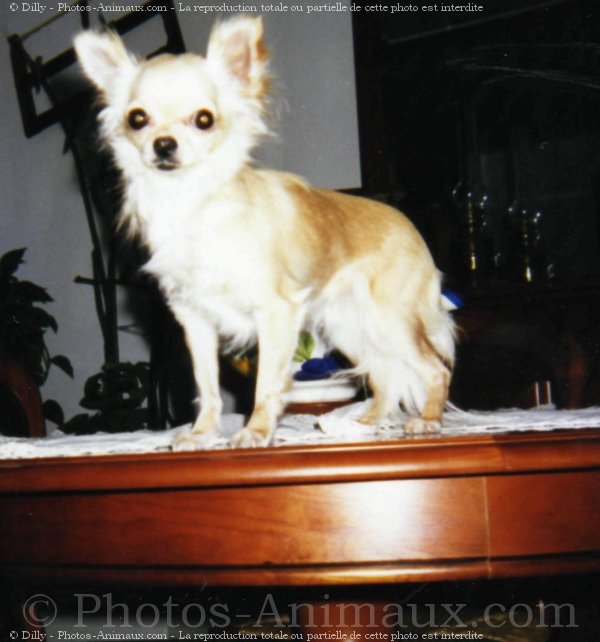 Photo de Chihuahua  poil long