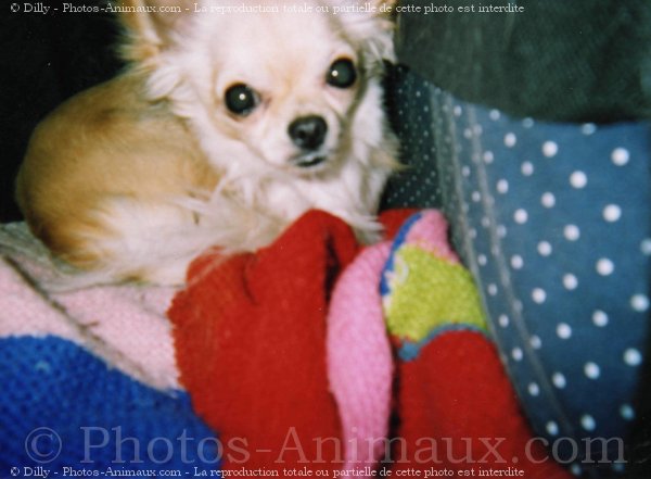 Photo de Chihuahua  poil long