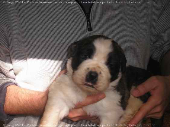 Photo de Saint-bernard poil long