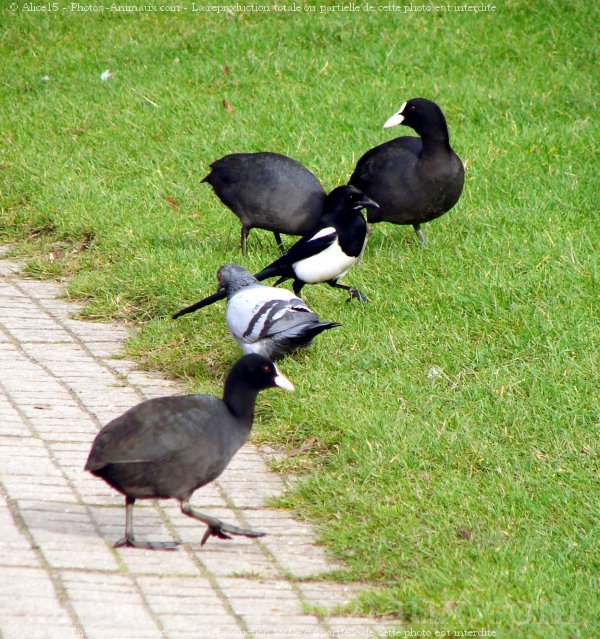 Photo de Races diffrentes