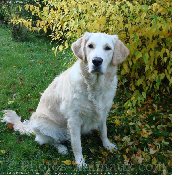 Photo de Golden retriever