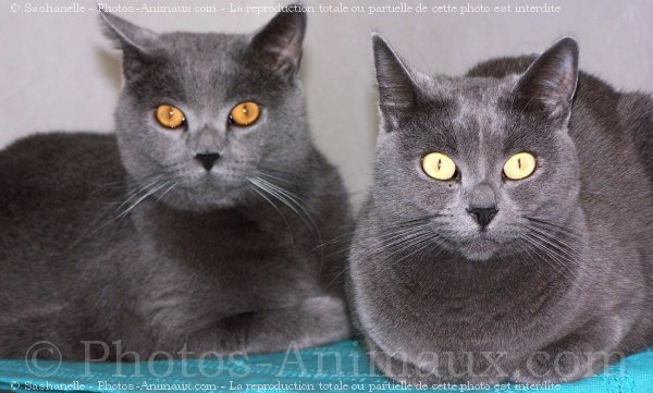 Photo de Chartreux