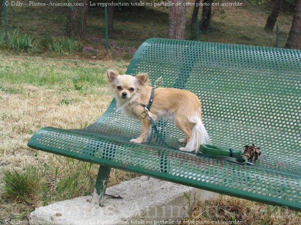 Photo de Chihuahua  poil long