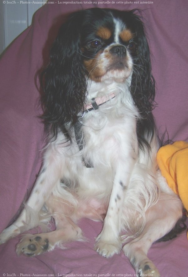 Photo de Cavalier king charles spaniel