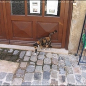 Photo de Chat domestique