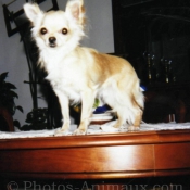 Photo de Chihuahua  poil long