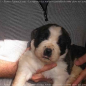 Photo de Saint-bernard poil long