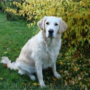 Photo de Golden retriever