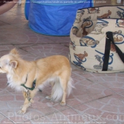 Photo de Chihuahua  poil long