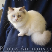 Photo de Ragdoll