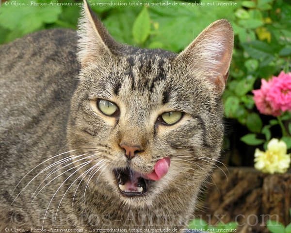 Photo de Chat domestique