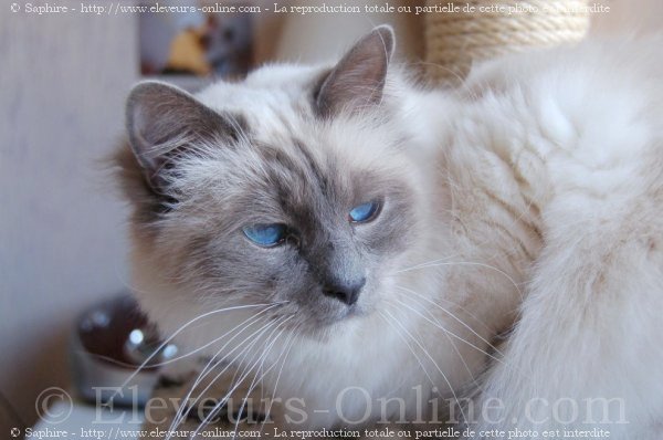 Photo de Sacr de birmanie