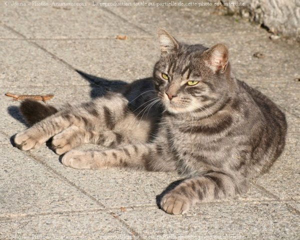 Photo de Chat domestique