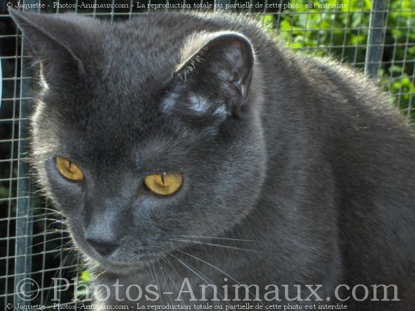 Photo de Chartreux