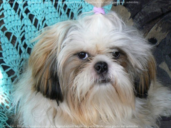 Photo de Shih tzu