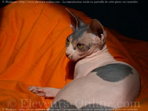 Photo de Sphynx