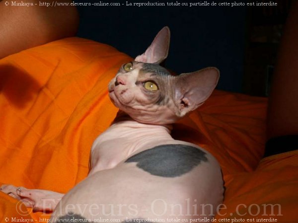 Photo de Sphynx