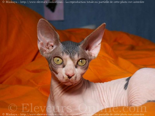 Photo de Sphynx