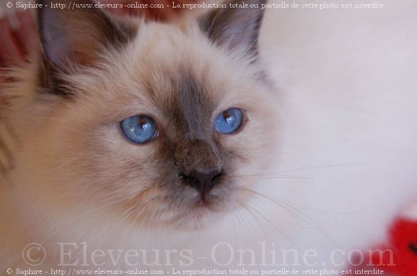 Photo de Sacr de birmanie