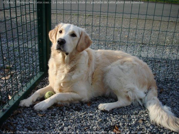 Photo de Golden retriever