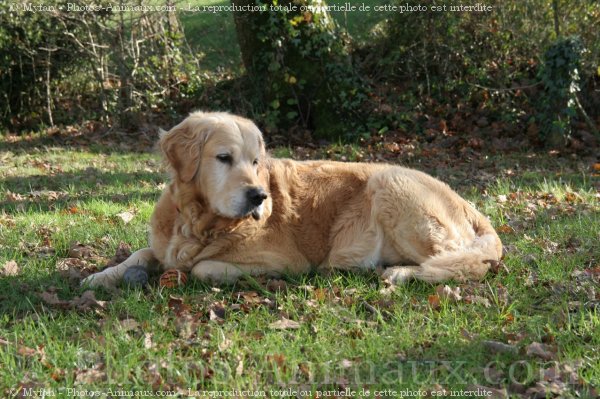 Photo de Golden retriever