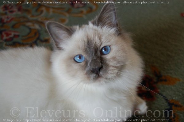 Photo de Sacr de birmanie