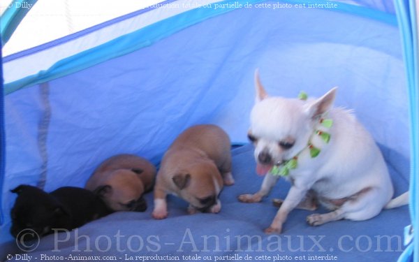 Photo de Chihuahua  poil court