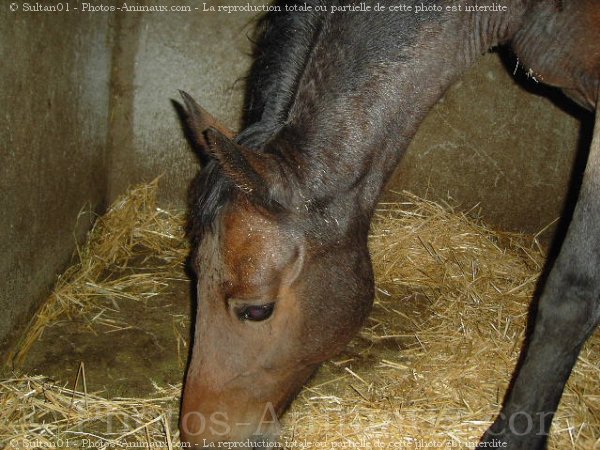 Photo de Races diffrentes