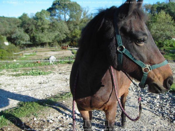 Photo de Races diffrentes