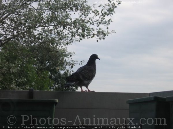 Photo de Pigeon