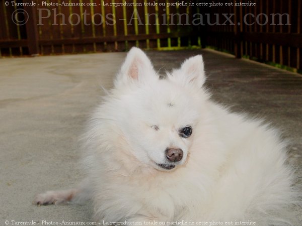 Photo de Spitz moyen