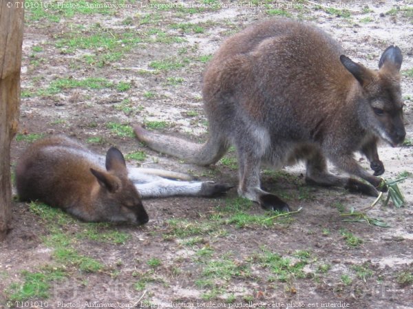 Photo de Wallaby