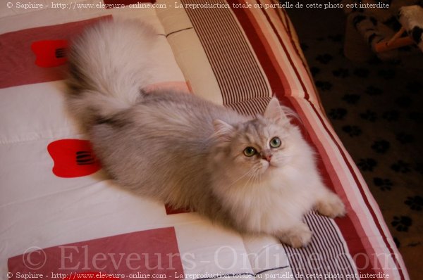 Photo de British longhair