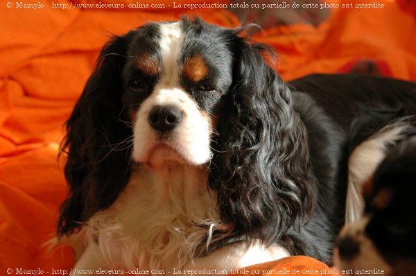 Photo de Cavalier king charles spaniel