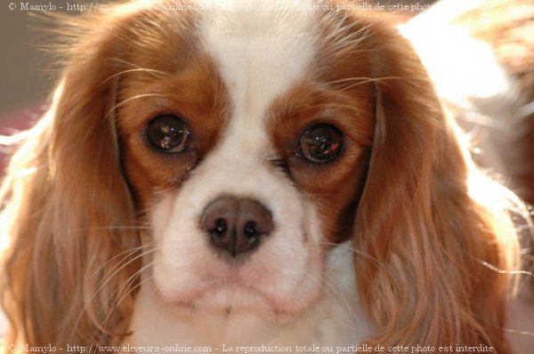 Photo de Cavalier king charles spaniel