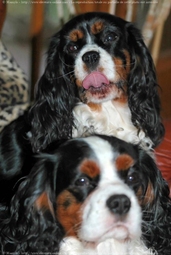 Photo de Cavalier king charles spaniel