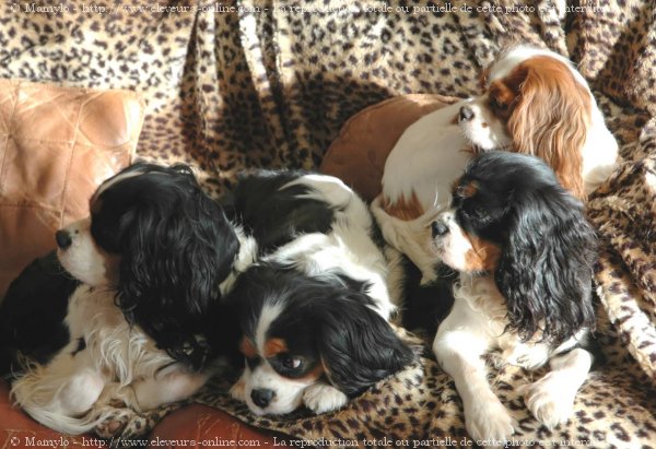 Photo de Cavalier king charles spaniel