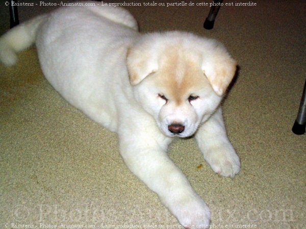 Photo d'Akita inu