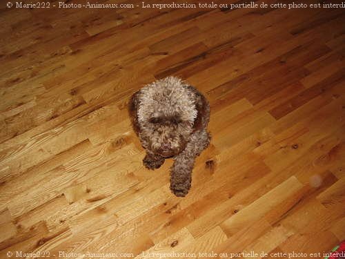 Photo de Caniche moyen