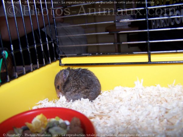 Photo de Hamster