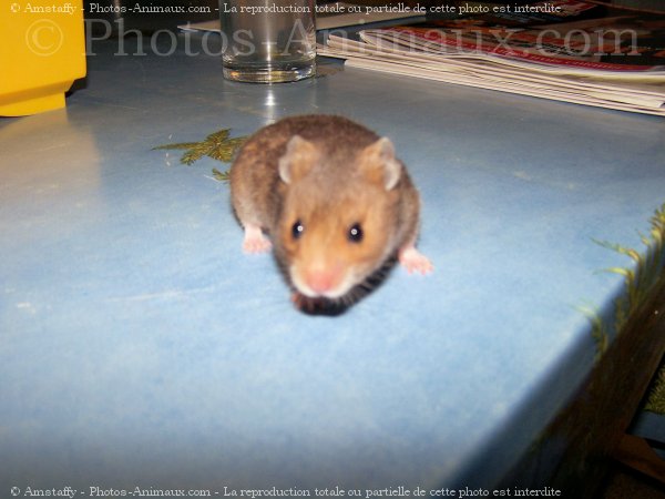 Photo de Hamster