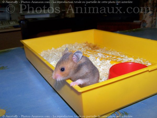 Photo de Hamster