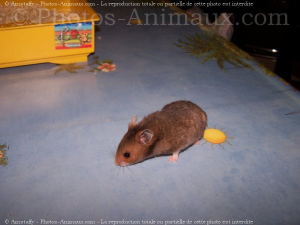 Photo de Hamster