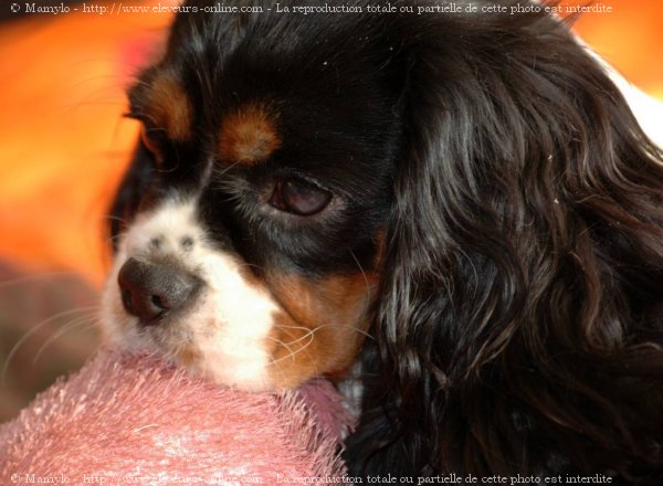 Photo de Cavalier king charles spaniel