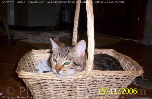 Photo de Chat domestique