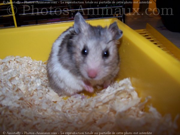 Photo de Hamster