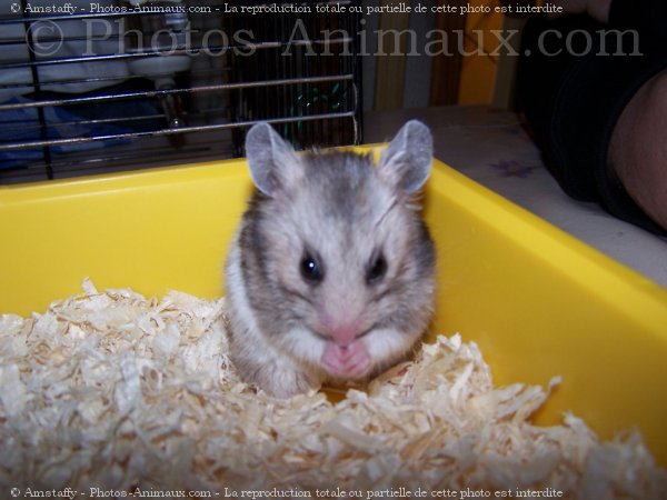 Photo de Hamster