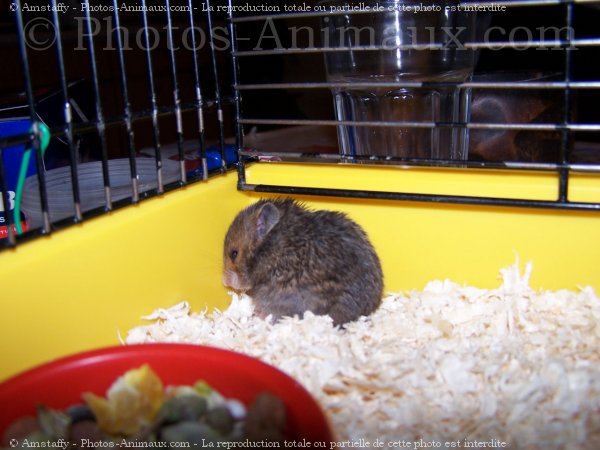 Photo de Hamster